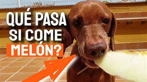 los perros pueden comer melon